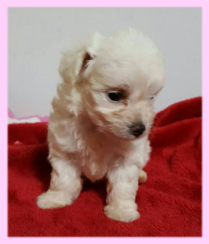 ミックス チワプー メス 子犬販売の専門店 AngelWan 横浜