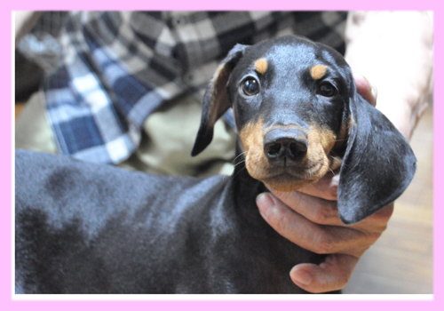 ドーベルマン　ブラックタン　メス　子犬販売の専門店　AngelWan　横浜