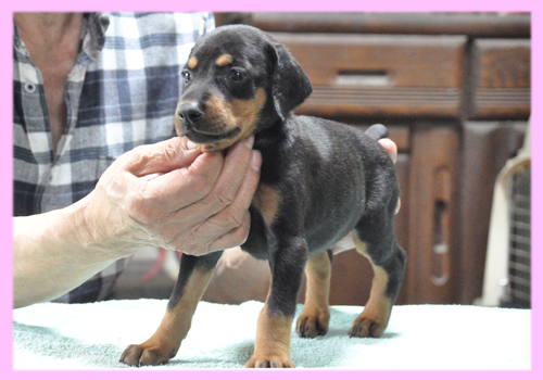 ドーベルマン　ブラックタン　メス　子犬販売の専門店　AngelWan　横浜