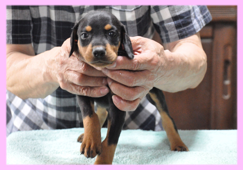 ドーベルマン　ブラックタン　メス　子犬販売の専門店　AngelWan　横浜