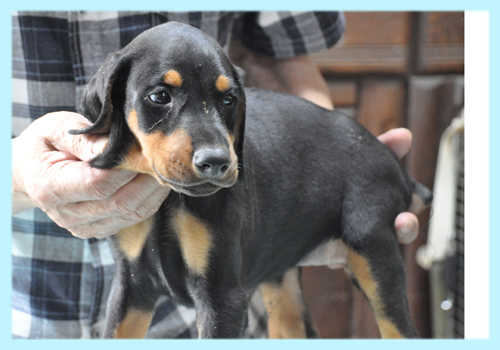 ドーベルマン ブラックタン オス 子犬販売の専門店 AngelWan 横浜