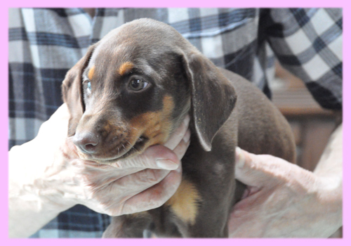 ドーベルマン レッド&タン メス 子犬販売の専門店 AngelWan 横浜