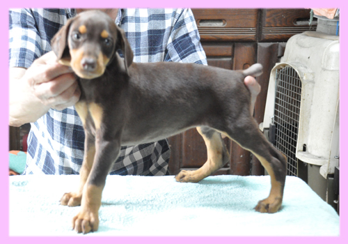 ドーベルマン　レッド＆タン　メス　子犬販売の専門店　AngelWan　横浜