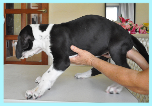 グレートデーン　ハルクイン　オス　子犬販売の専門店　AngelWan　横浜