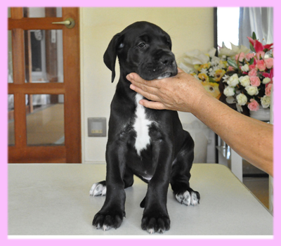 グレートデーン ブラック メス 子犬販売の専門店 AngelWan 横浜