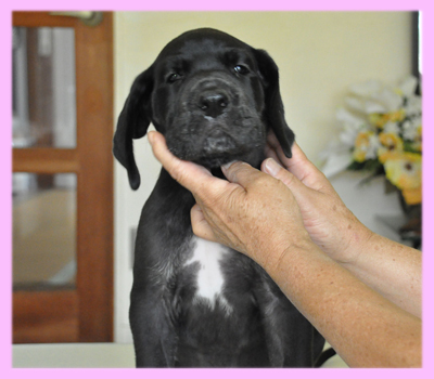 グレートデーン　ブラック　メス　子犬販売の専門店　AngelWan　横浜