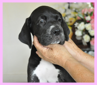 グレートデーン ブラック メス 子犬販売の専門店 AngelWan 横浜