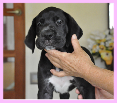 グレートデーン　ブラック　メス　子犬販売の専門店　AngelWan　横浜
