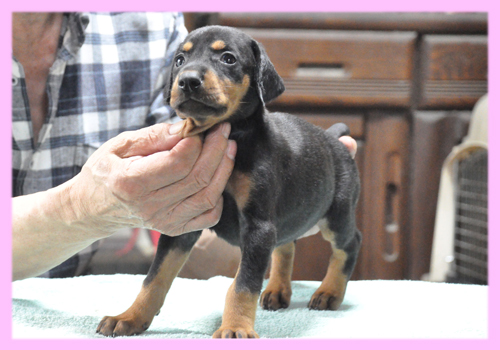 ドーベルマン　ブラックタン　メス　子犬販売の専門店　AngelWan　横浜