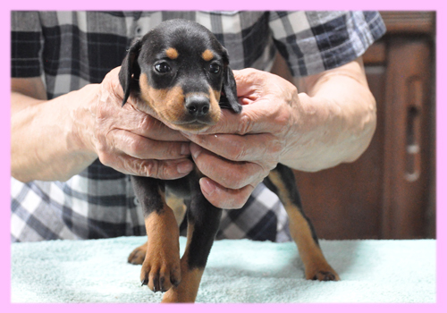 ドーベルマン　ブラックタン　メス　子犬販売の専門店　AngelWan　横浜