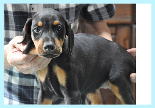 ドーベルマン ブラックタン オス 子犬販売の専門店 AngelWan 横浜