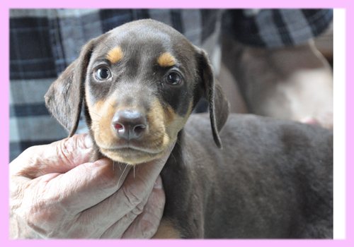 ドーベルマン　レッド＆タン　メス　子犬販売の専門店　AngelWan　横浜