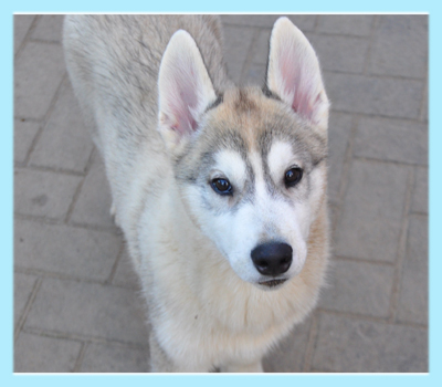 シベリアンハスキー　オス　子犬販売の専門店　AngelWan　横浜