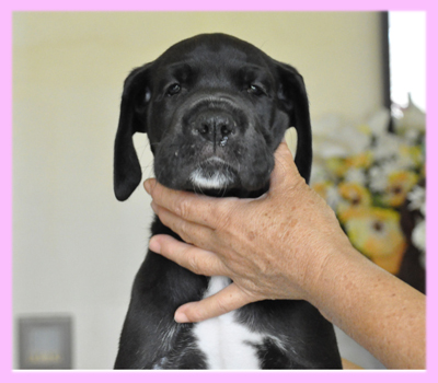 グレートデーン ブラック メス 子犬販売の専門店 AngelWan 横浜