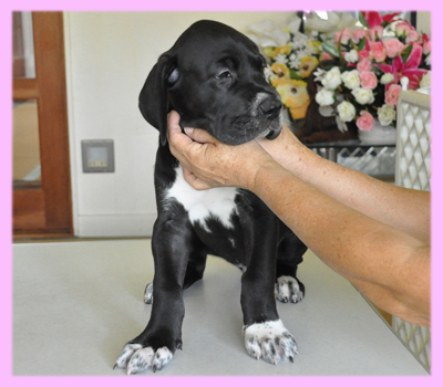 グレートデーン ブラック メス 子犬販売の専門店 AngelWan 横浜