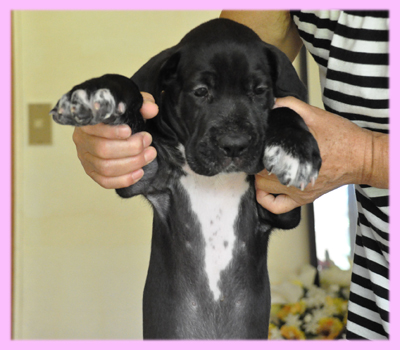 グレートデーン　ブラック　メス　子犬販売の専門店　AngelWan　横浜