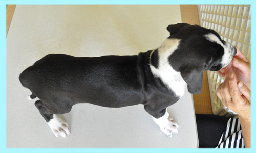 グレートデーン　ハルクイン　オス　子犬販売の専門店　AngelWan　横浜