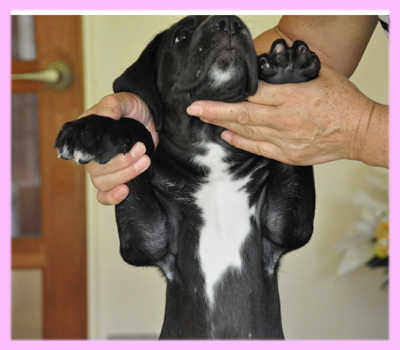 グレートデーン ブラック メス 子犬販売の専門店 AngelWan 横浜