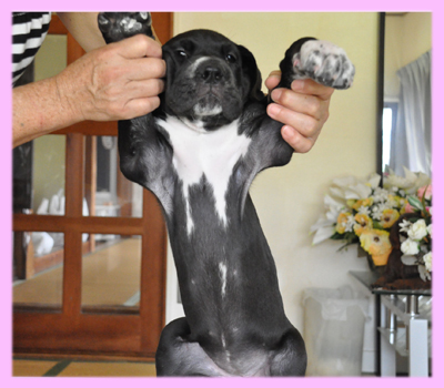 グレートデーン ブラック メス 子犬販売の専門店 AngelWan 横浜