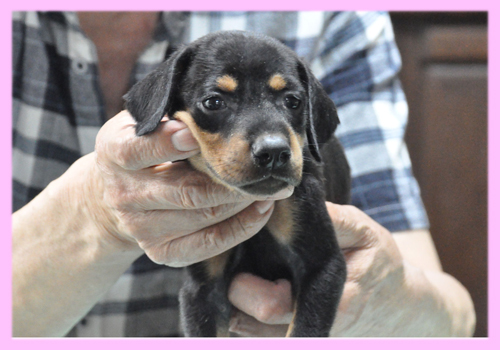ドーベルマン　ブラックタン　メス　子犬販売の専門店　AngelWan　横浜