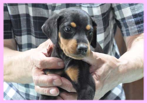 ドーベルマン　ブラックタン　メス　子犬販売の専門店　AngelWan　横浜