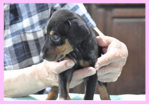 ドーベルマン　ブラックタン　メス　子犬販売の専門店　AngelWan　横浜