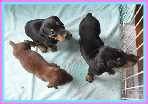 ドーベルマン　子犬販売の専門店　AngelWan　横浜