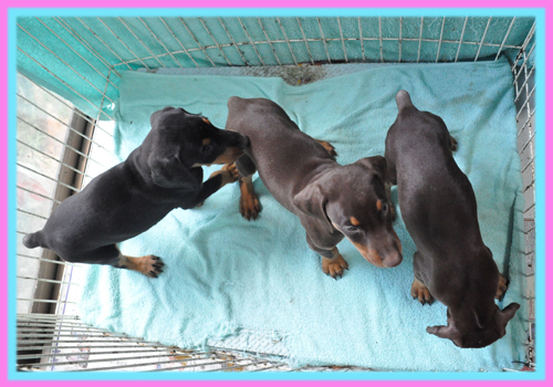 ドーベルマン 子犬販売の専門店 AngelWan 横浜