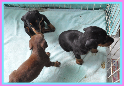 ドーベルマン　子犬販売の専門店　AngelWan　横浜