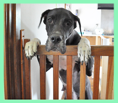 グレートデーン　母犬　子犬販売の専門店　AngelWan　横浜