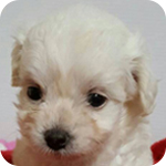 ミックス チワプー メス 子犬販売の専門店 AngelWan 横浜