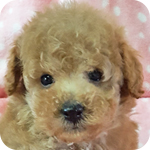 トイプードル　アプリコット　オス　子犬販売の専門店　AngelWan　横浜