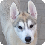 シベリアンハスキー　オス　子犬販売の専門店　AngelWan　横浜