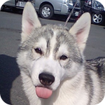 シベリアンハスキー　シルバー＆ホワイト　オス　子犬販売の専門店　AngelWan　横浜　