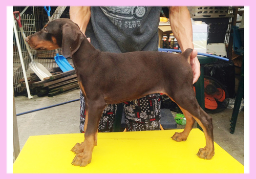 ドーベルマン　チョコレート＆タン　メス　子犬販売の専門店　AngelWan　横浜