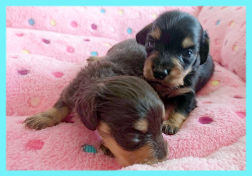 チワックス オス 子犬販売の専門店 AngelWan 横浜