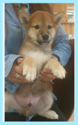 柴犬　赤　オス　子犬販売の専門店　AngelWan　横浜