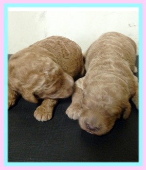 スタンダードプードル アプリコット レッド 子犬販売の専門店 AngelWan 横浜