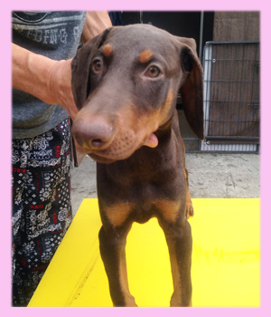 ドーベルマン　チョコレート＆タン　メス　子犬販売の専門店　AngelWan　横浜