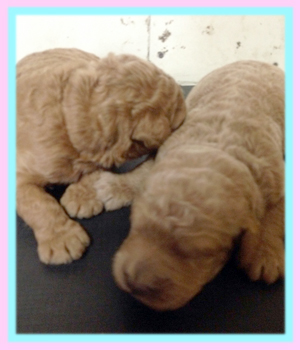 スタンダードプードル アプリコット レッド 子犬販売の専門店 AngelWan 横浜