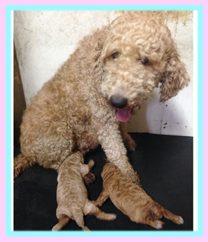 スタンダードプードル アプリコット レッド 子犬販売の専門店 AngelWan 横浜