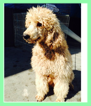 スタンダードプードル 子犬販売の専門店 AngelWan 横浜