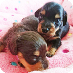 チワックス オス 子犬販売の専門店 AngelWan 横浜