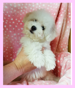 ビションフリーゼ　ホワイト　メス　子犬販売の専門店　AngelWan　横浜