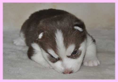 シベリアンハスキー　レッド＆ホワイト　メス　子犬販売の専門店　AngelWan　横浜
