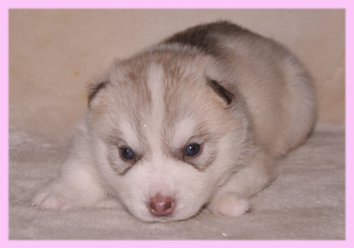 シベリアンハスキー　コパー＆ホワイト　メス　子犬販売の専門店　AngelWan　横浜