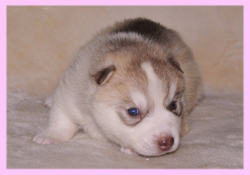 シベリアンハスキー　コパー＆ホワイト　メス　子犬販売の専門店　AngelWan　横浜