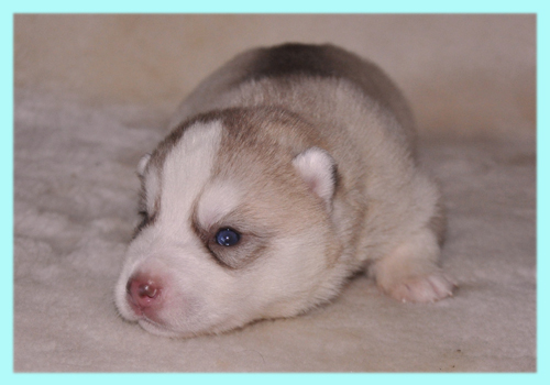 シベリアンハスキー　コパー＆ホワイト　オス　子犬販売の専門店　AngelWan　横浜