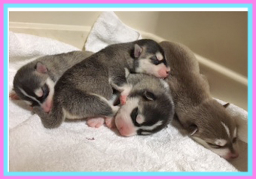 シベリアンハスキー　子犬販売の専門店　AngelWan　横浜