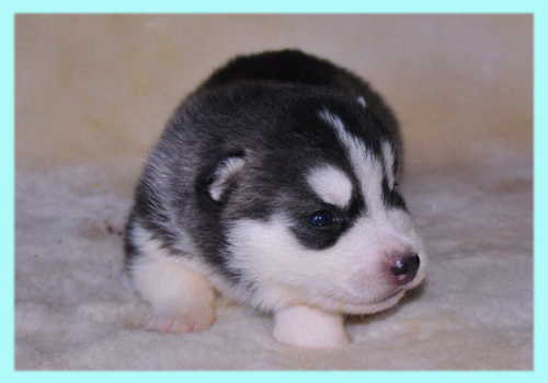 シベリアンハスキー　ブラック＆ホワイト　オス　子犬販売の専門店　AngelWan　横浜